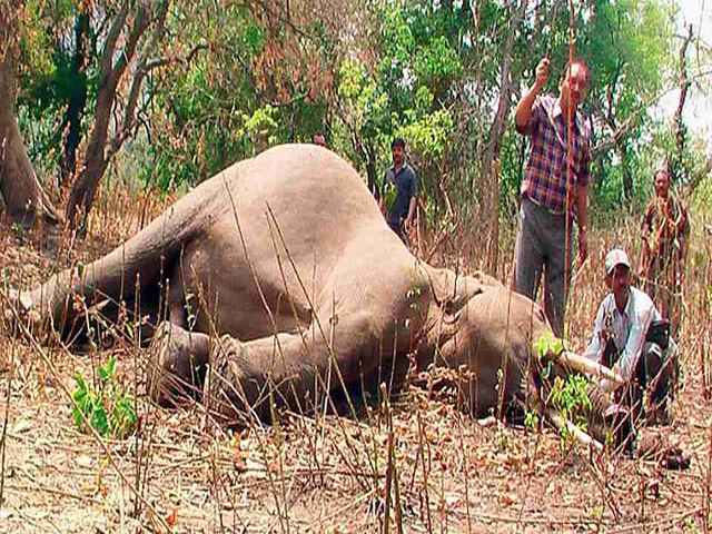 रामनगर वन प्रभाग के जंगल में मिला हाथी का शव, शरीर में चोट के निशान
