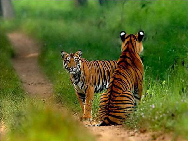 उत्तराखंड में बाघों की संख्या बढ़कर 361 पहुंची,सीएम ने जारी किए आंकड़े