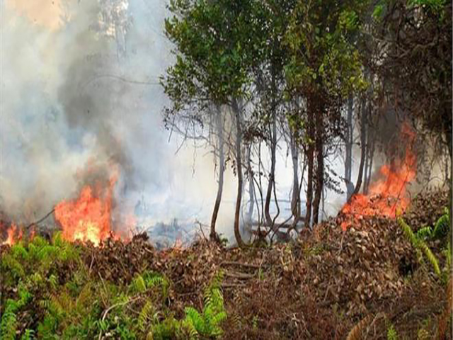 एनजीटी ने पर्वतीय राज्यों के वनों में लगने वाली आग पर रिपोर्ट मांगी