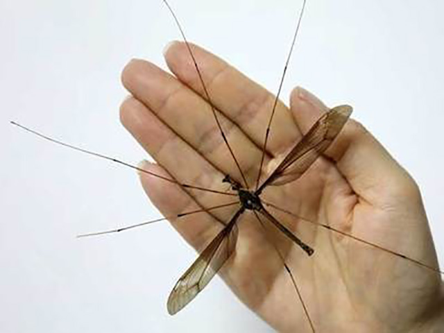 चीन में मिला दुनिया का सबसे बड़ा मच्छर, पंख का फैलाव 11.15 सेंटीमीटर