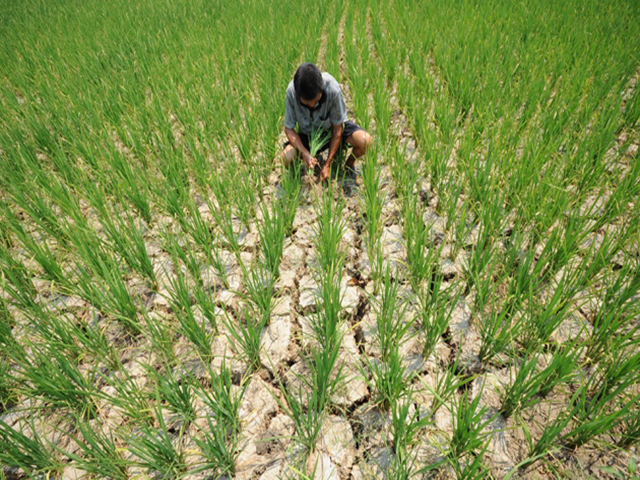 यूपी से रूठा मानसून: किसानों को महंगी पड़ रही है गन्ने और धान की सिंचाई