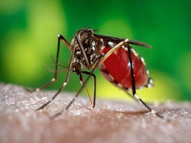 सावधान! नए रूप में आ रहा है डेंगू का वायरस, हो सकता है कई गुना खतरनाक