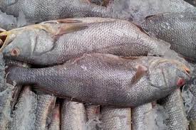 मछुआरा एक ही झटके में हुआ मालामाल, जाल में फंसी एक करोड़ की घोल मछलियां