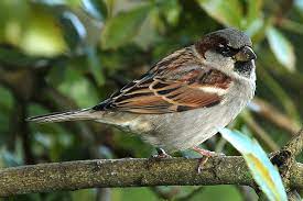 sparrows-bird