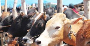 Assam-ban-on-cow-slaughter