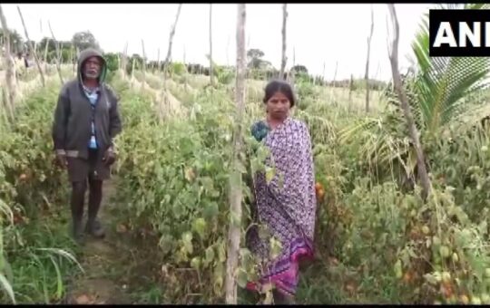 कर्नाटक में खेत से चुरा ले गए 2.5 लाख के टमाटर, महिला किसान बोली- कर्ज लेकर की थी खेती, अब क्या करूं?