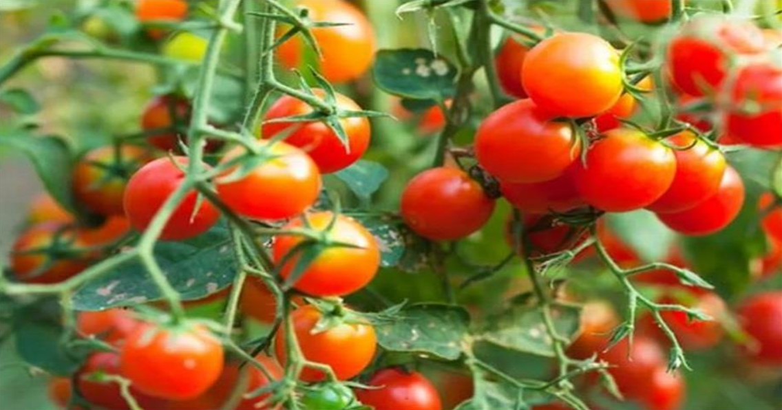 Screenshot 2025-04-01 032056