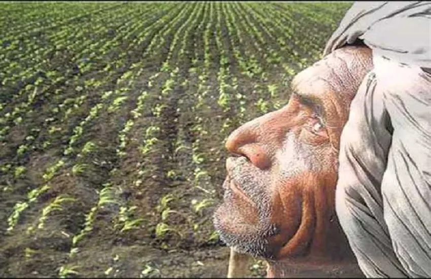 farmer-